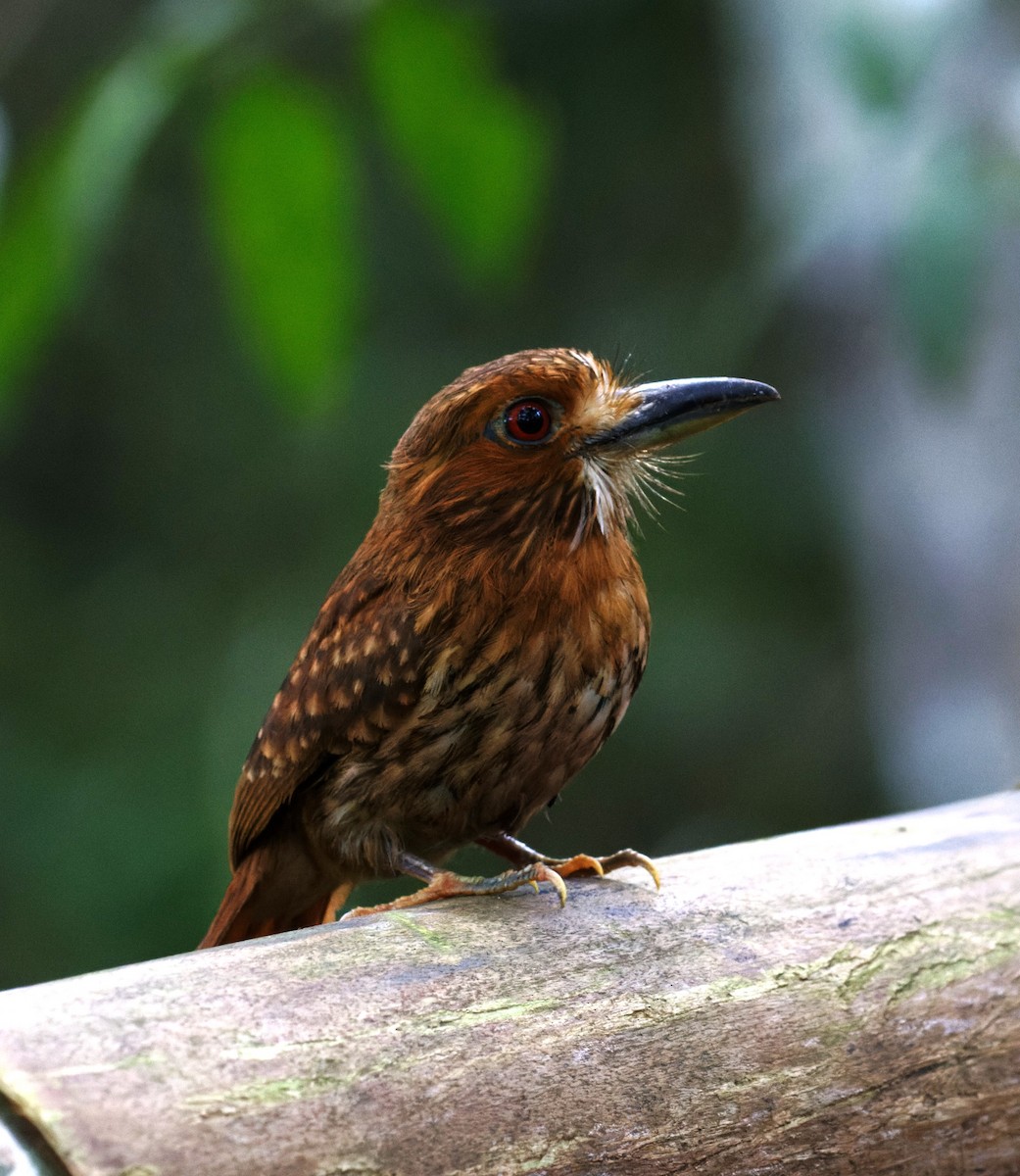 White-whiskered Puffbird - ML623538245