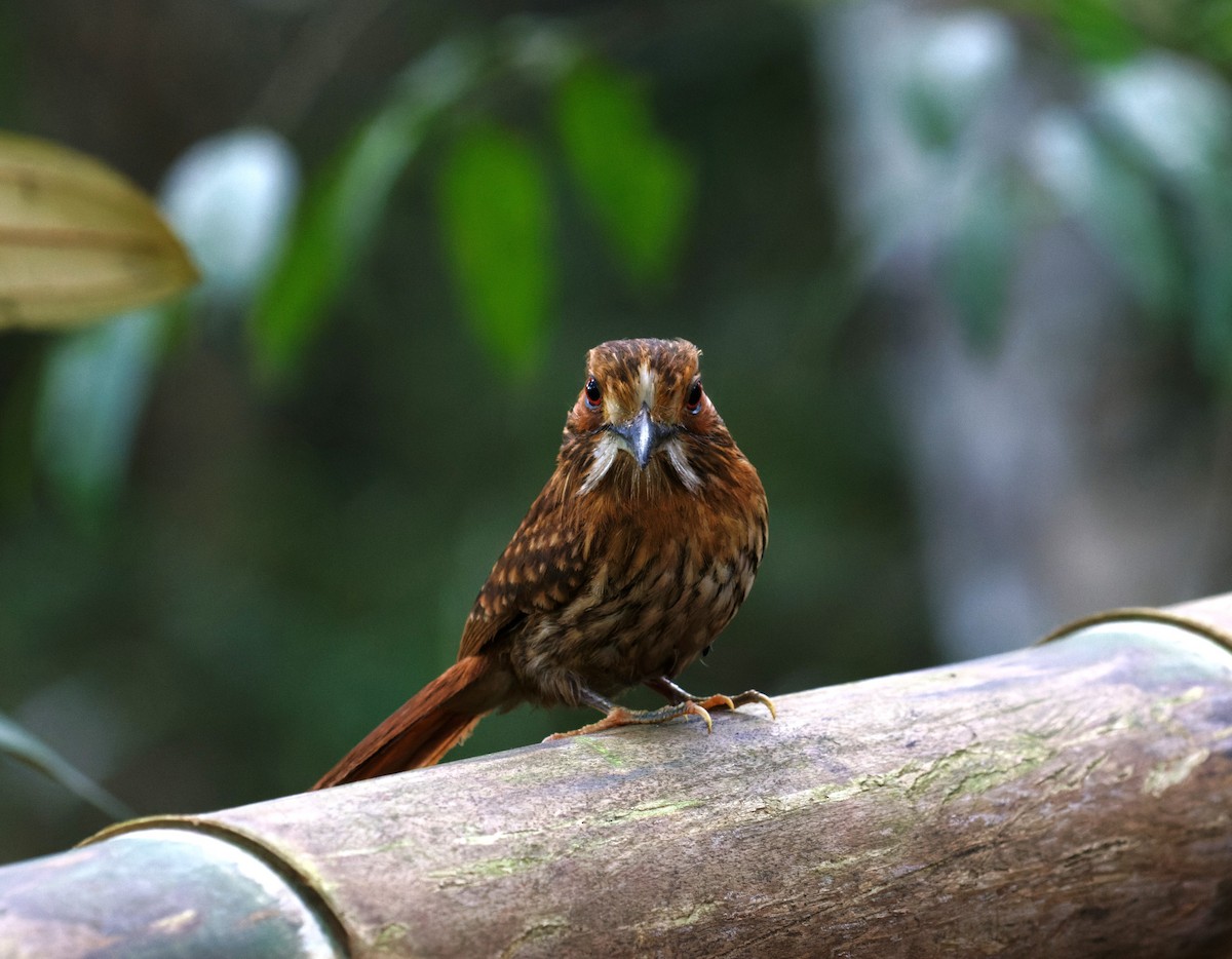 White-whiskered Puffbird - ML623538246