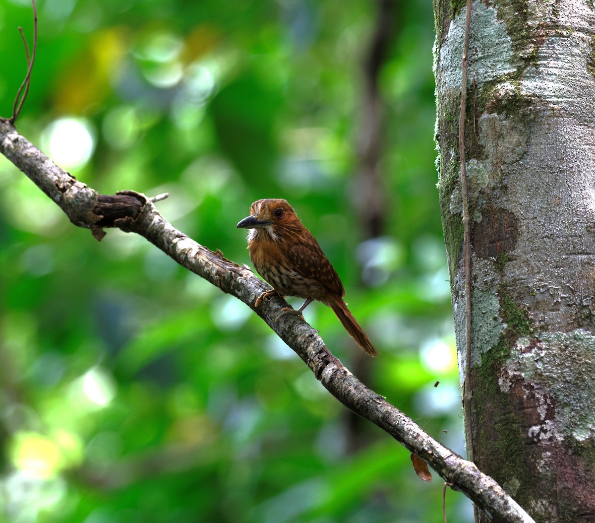 White-whiskered Puffbird - ML623538247