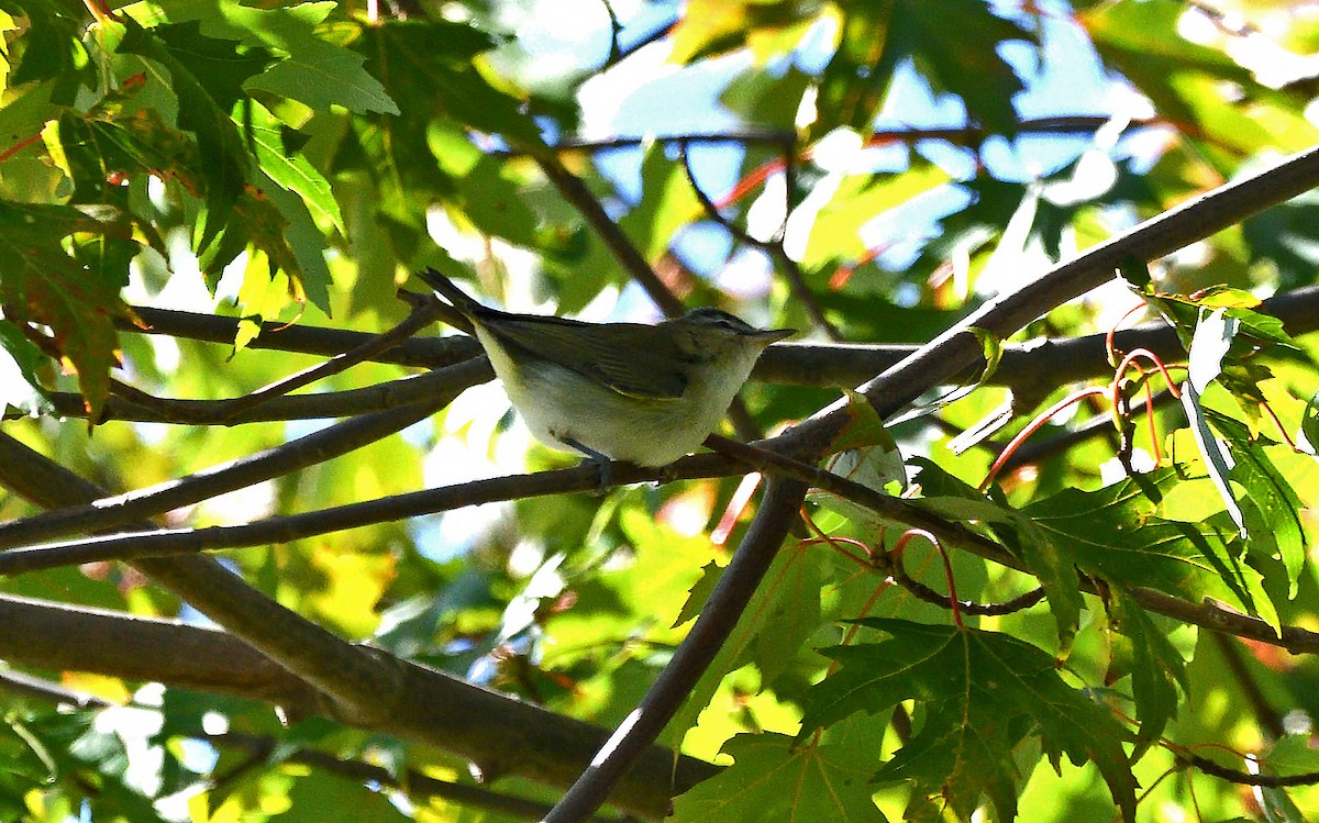 Vireo Ojirrojo - ML623538292