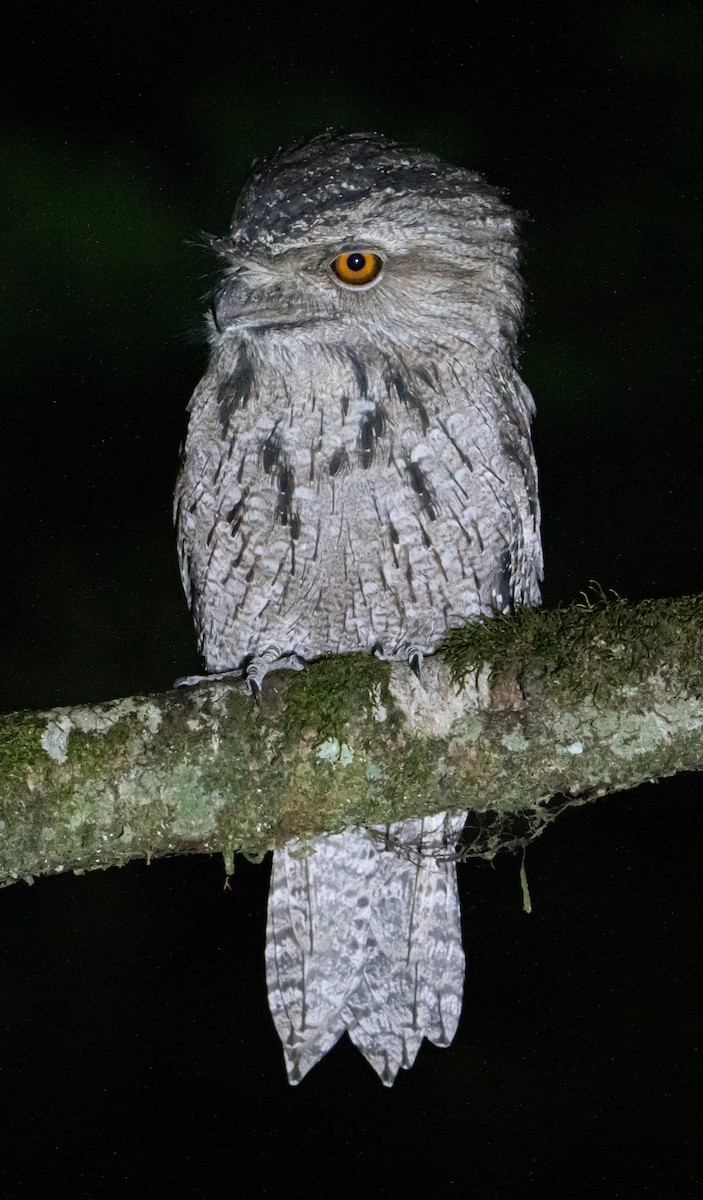 Tawny Frogmouth - ML623538297