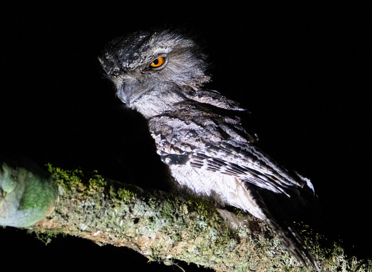 Tawny Frogmouth - ML623538298