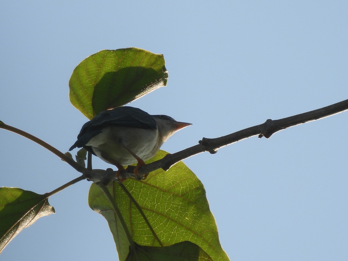 Hooded Tanager - ML623538300