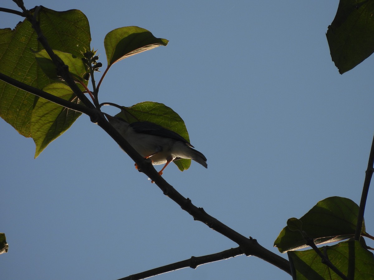 Hooded Tanager - Leandro Niebles Puello