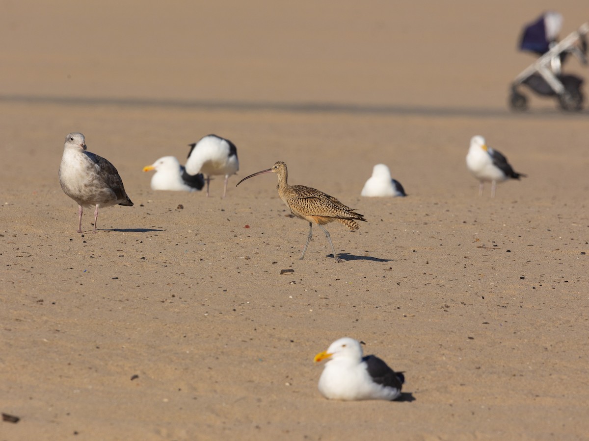 Long-billed Curlew - ML623538311