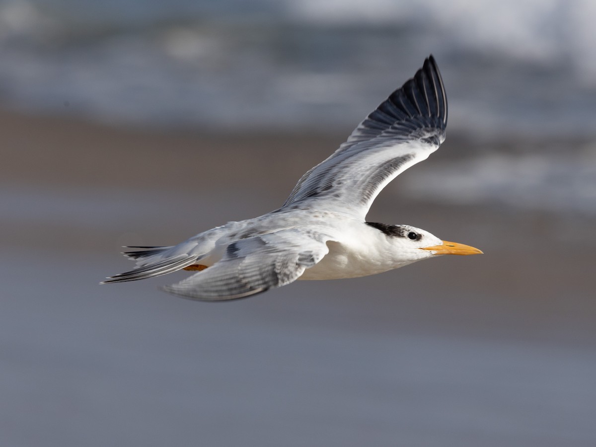 Royal Tern - ML623538325