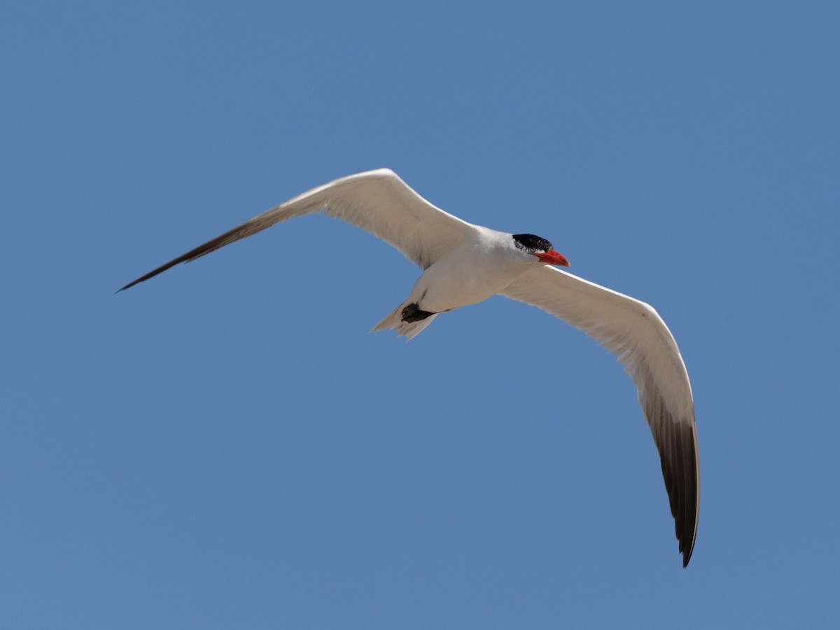 Caspian Tern - ML623538338