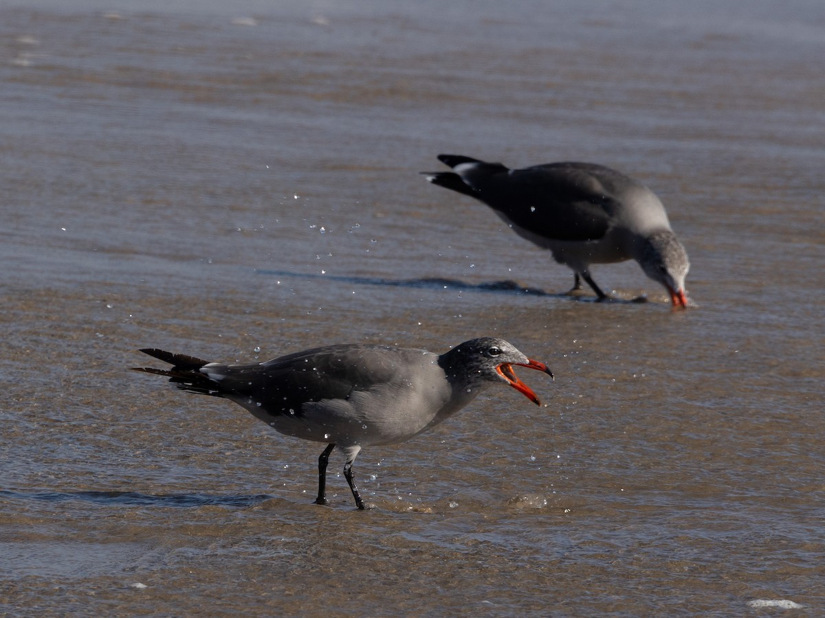 Heermann's Gull - ML623538347