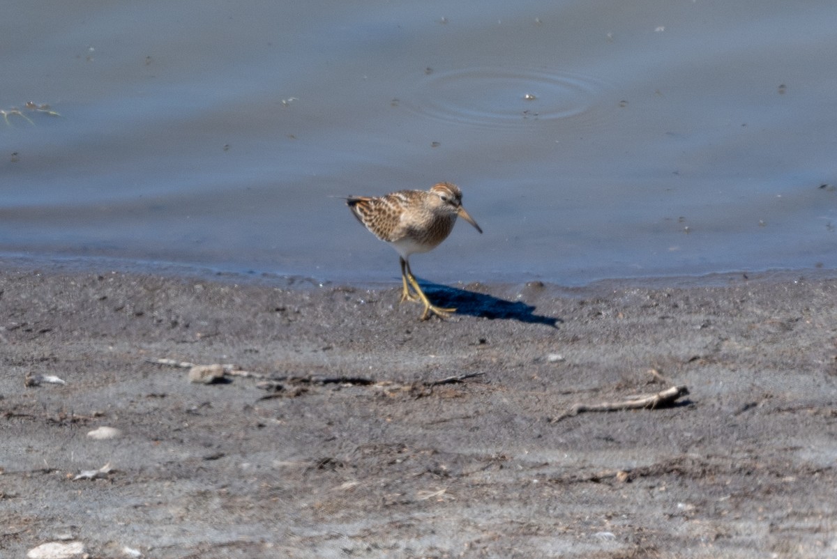 Pectoral Sandpiper - ML623538357