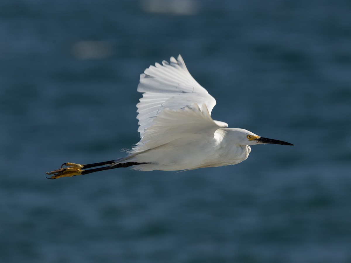 Snowy Egret - ML623538372