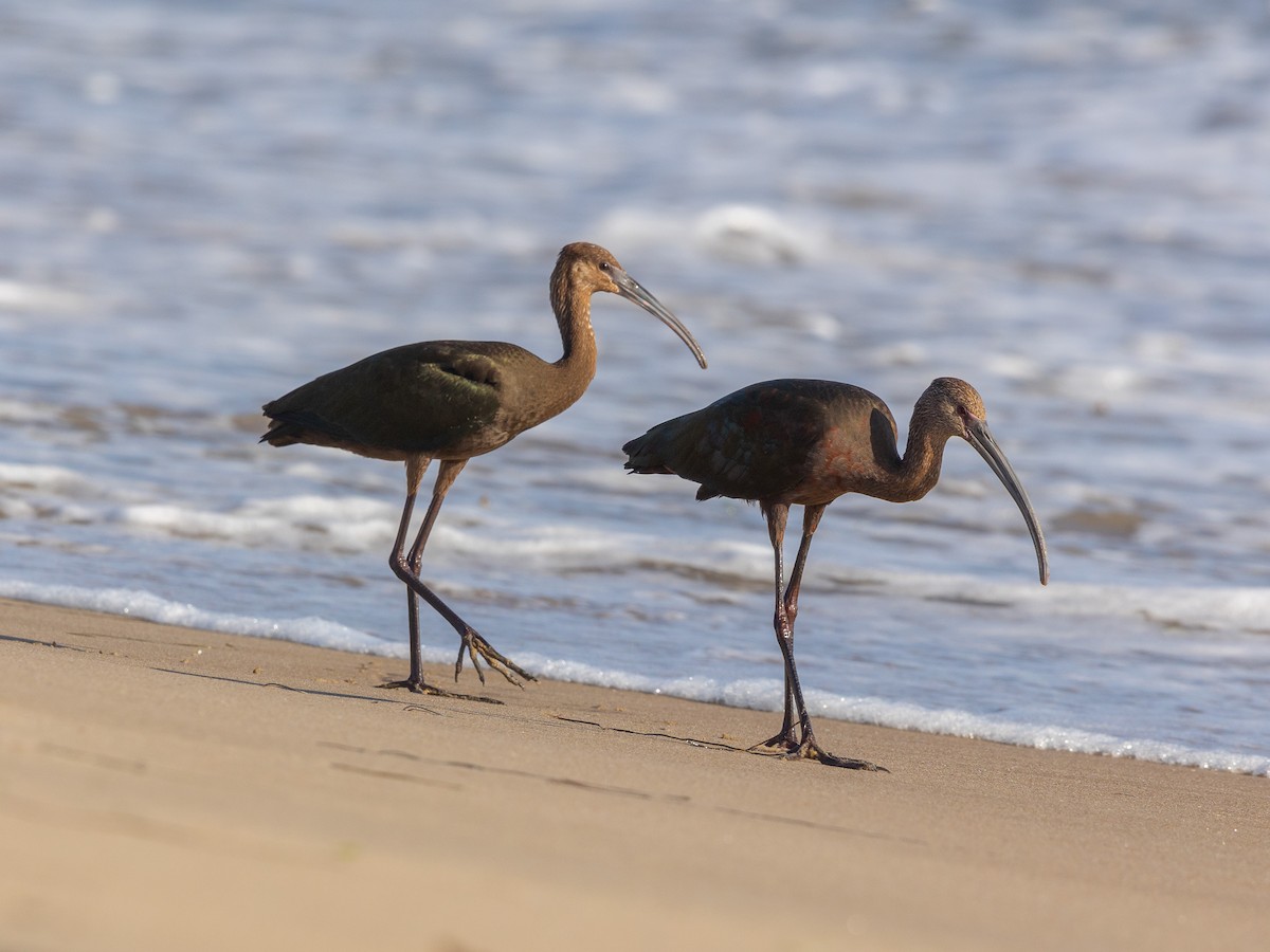 White-faced Ibis - ML623538380