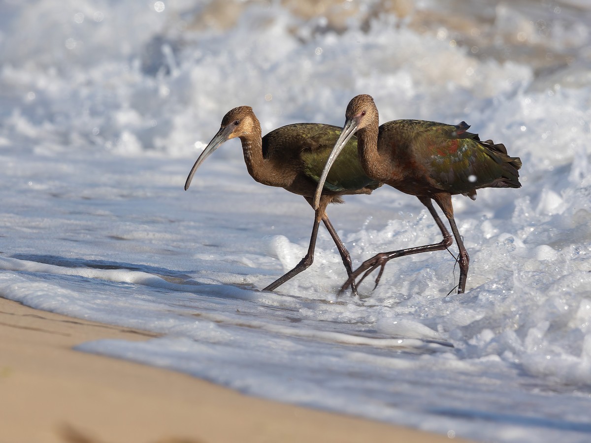 White-faced Ibis - ML623538381