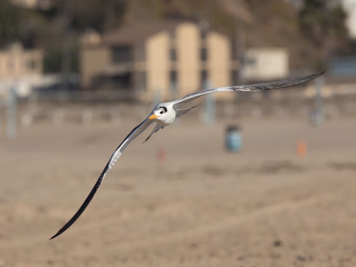 Royal Tern - ML623538395