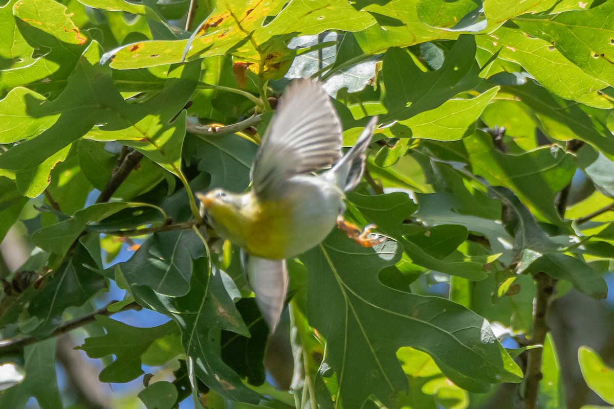 Northern Parula - ML623538516