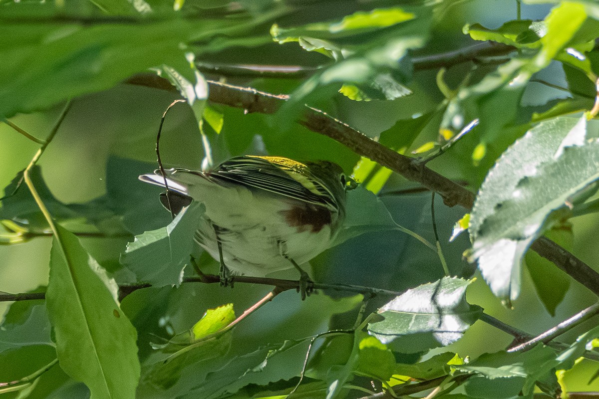 Chestnut-sided Warbler - ML623538522