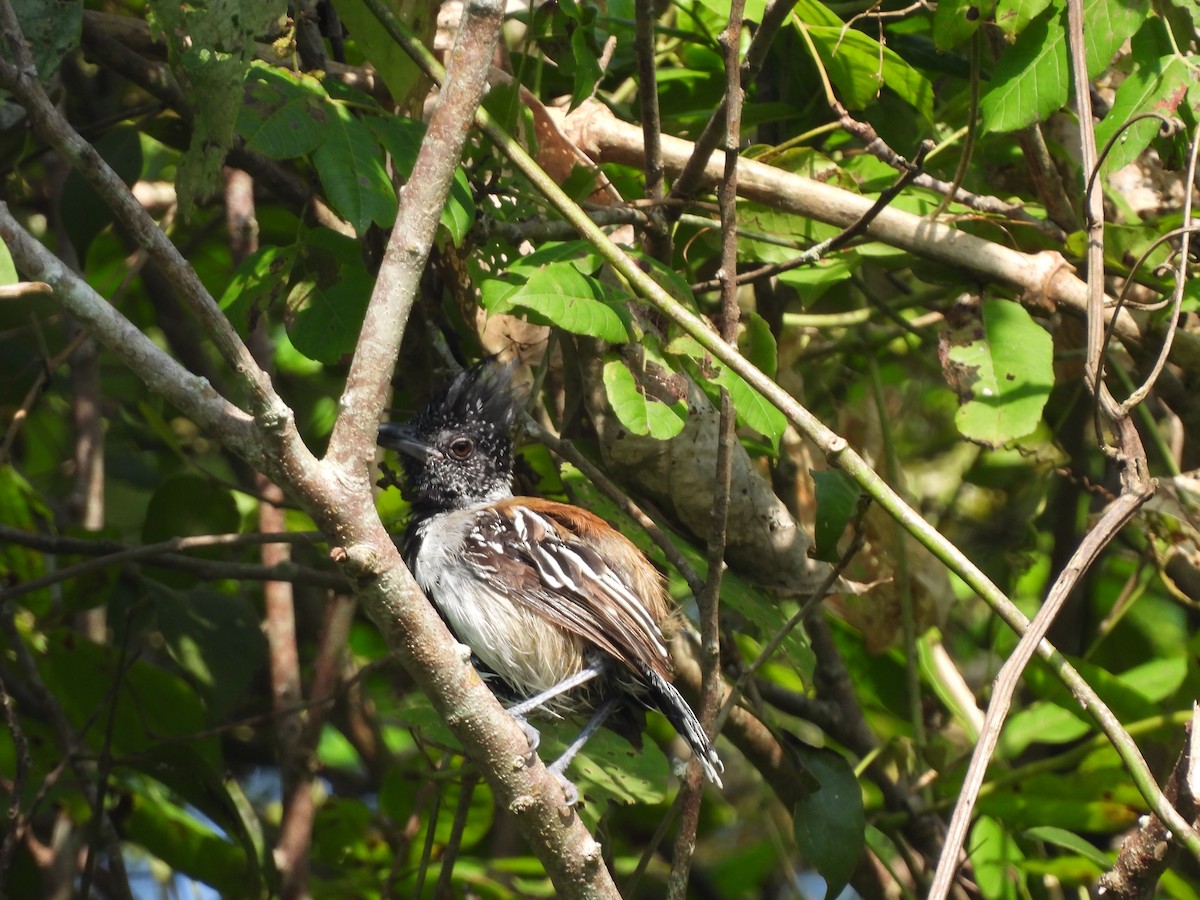 Black-crested Antshrike - ML623538545