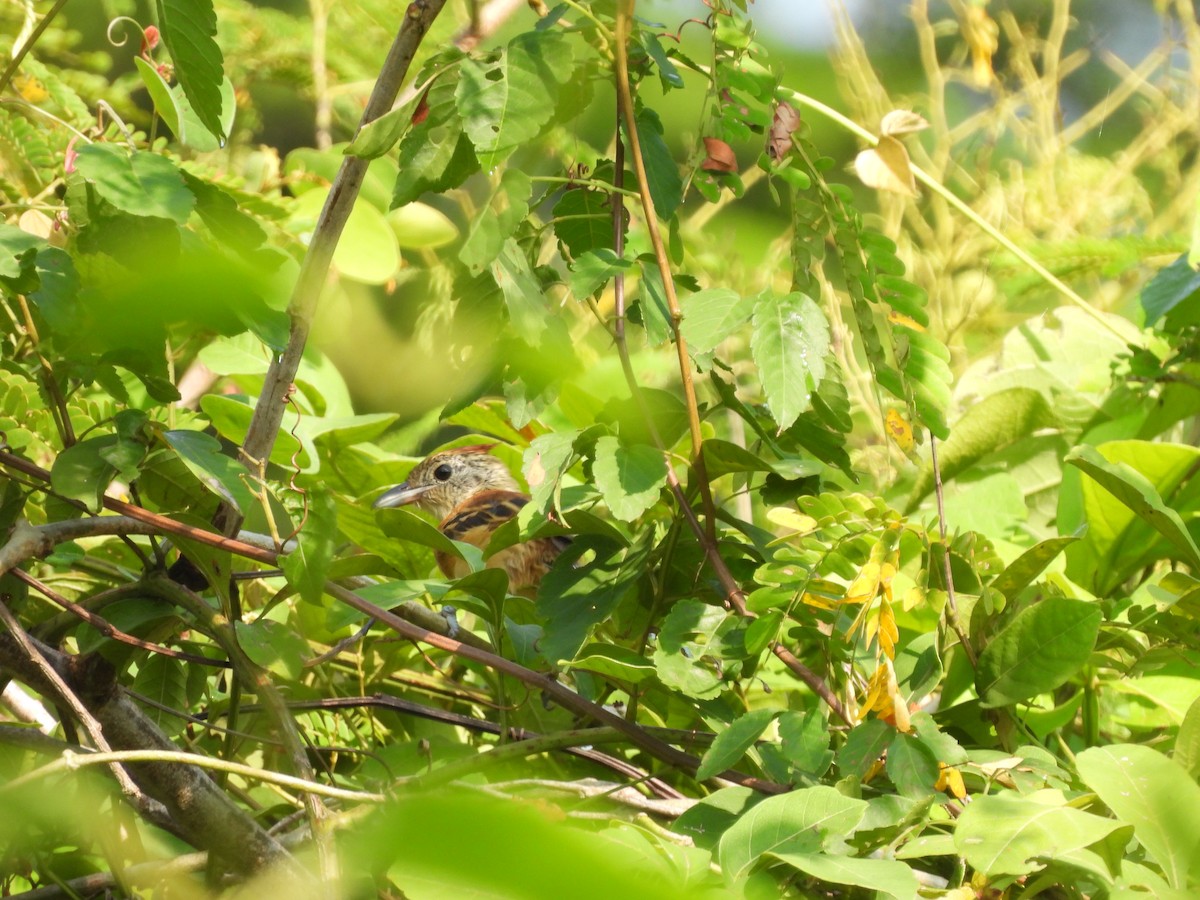 Black-crested Antshrike - ML623538546