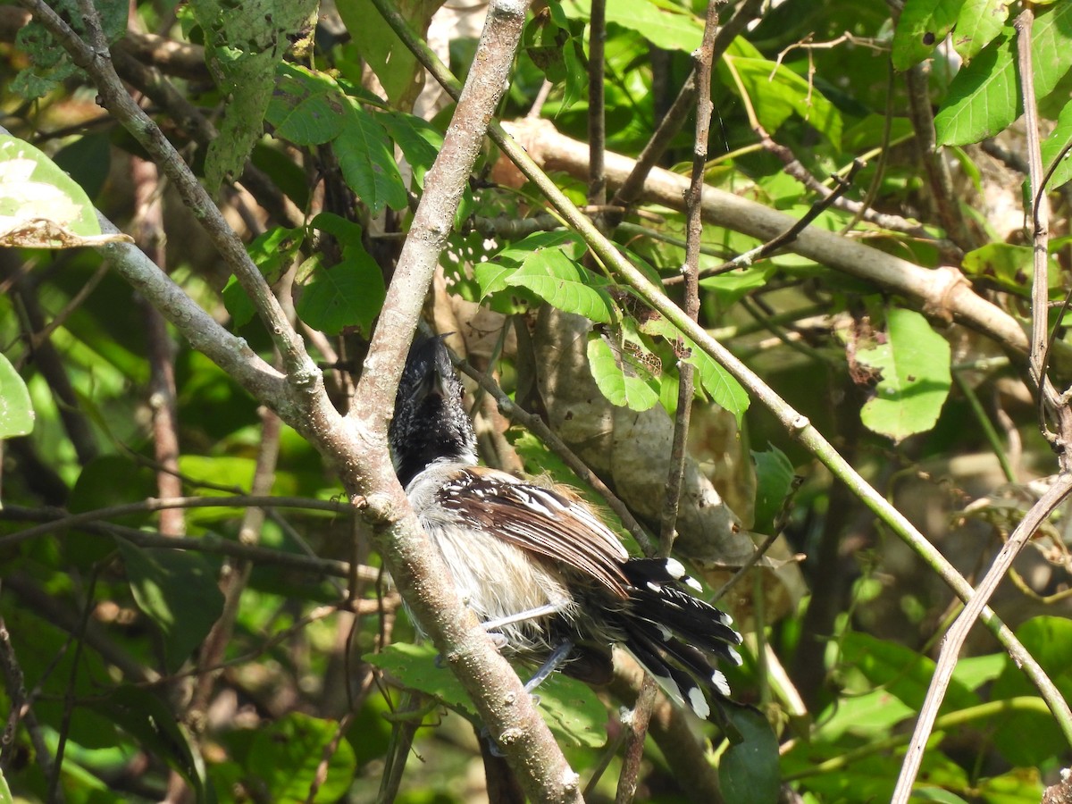 Black-crested Antshrike - ML623538547