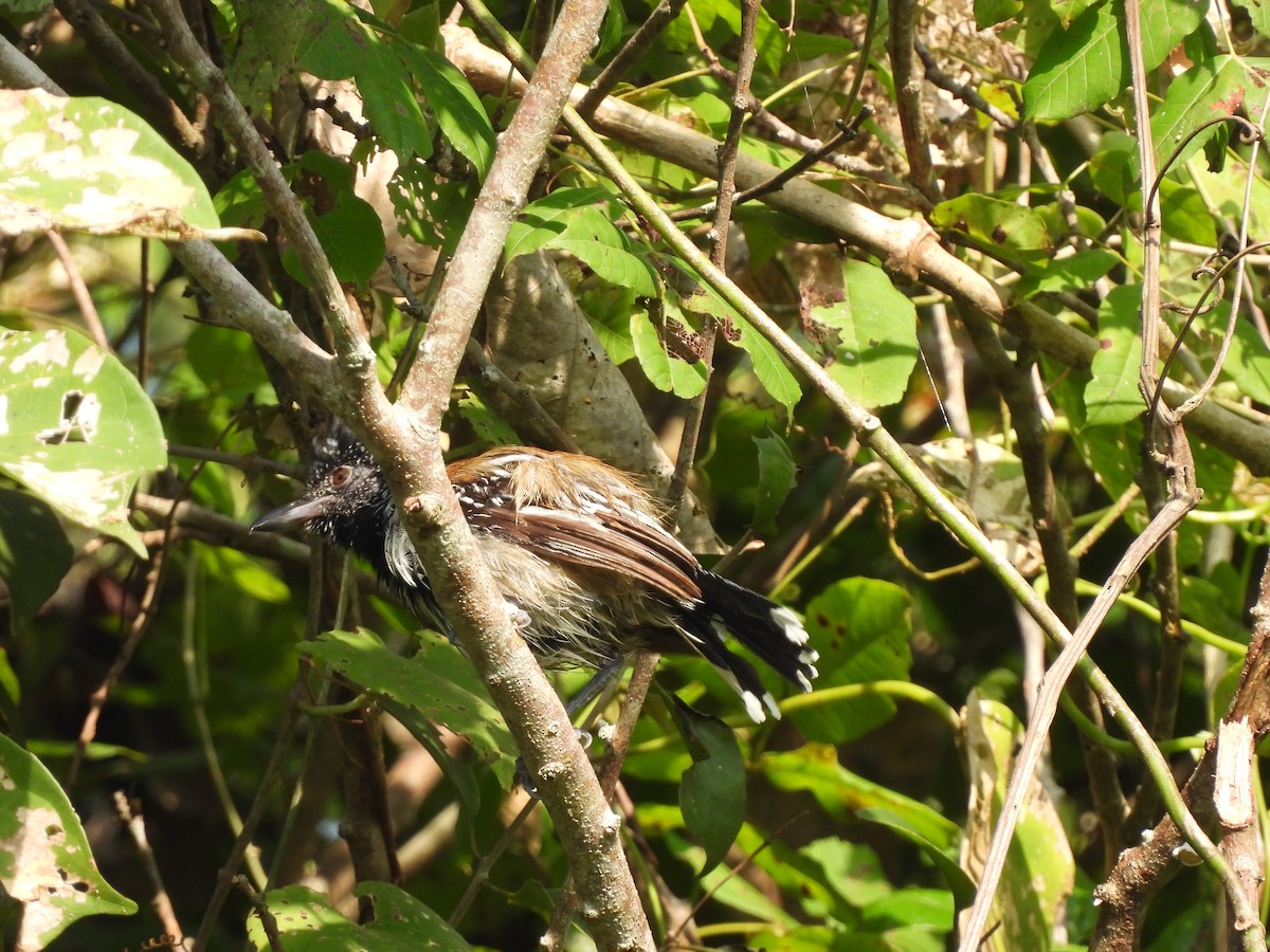 Black-crested Antshrike - ML623538548