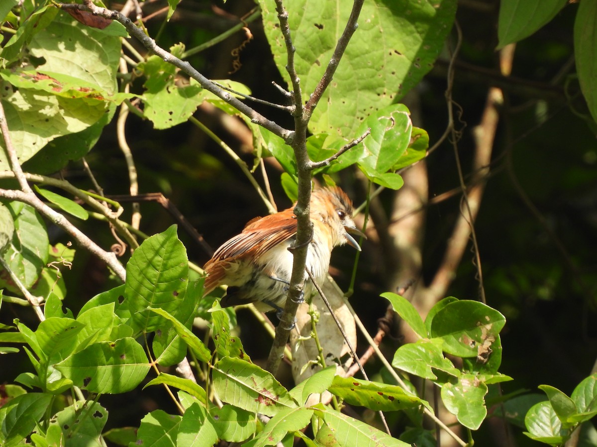 White-winged Becard - ML623538574