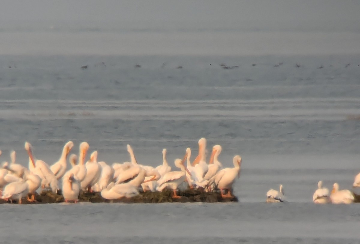 American White Pelican - ML623538583