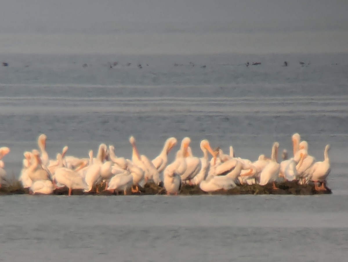 American White Pelican - ML623538584