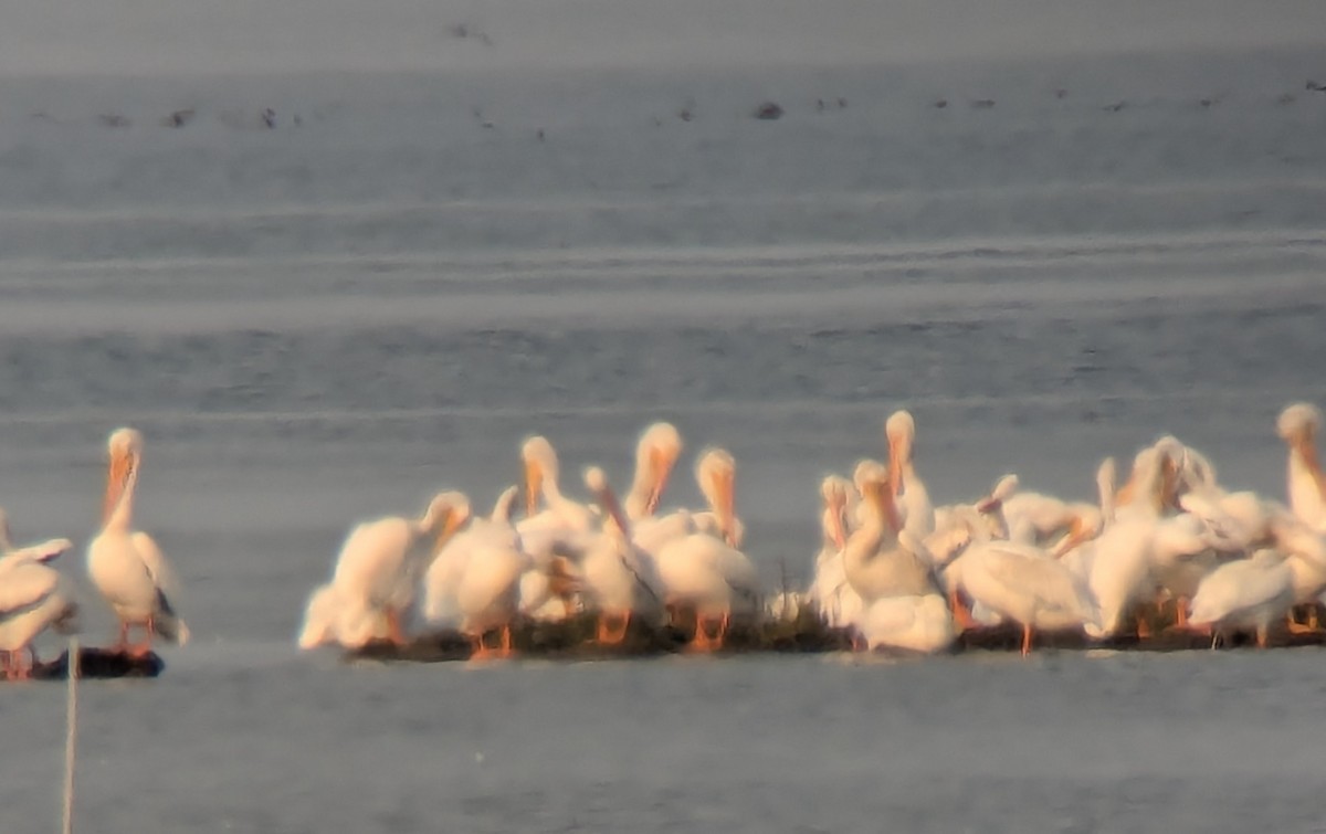 American White Pelican - ML623538585