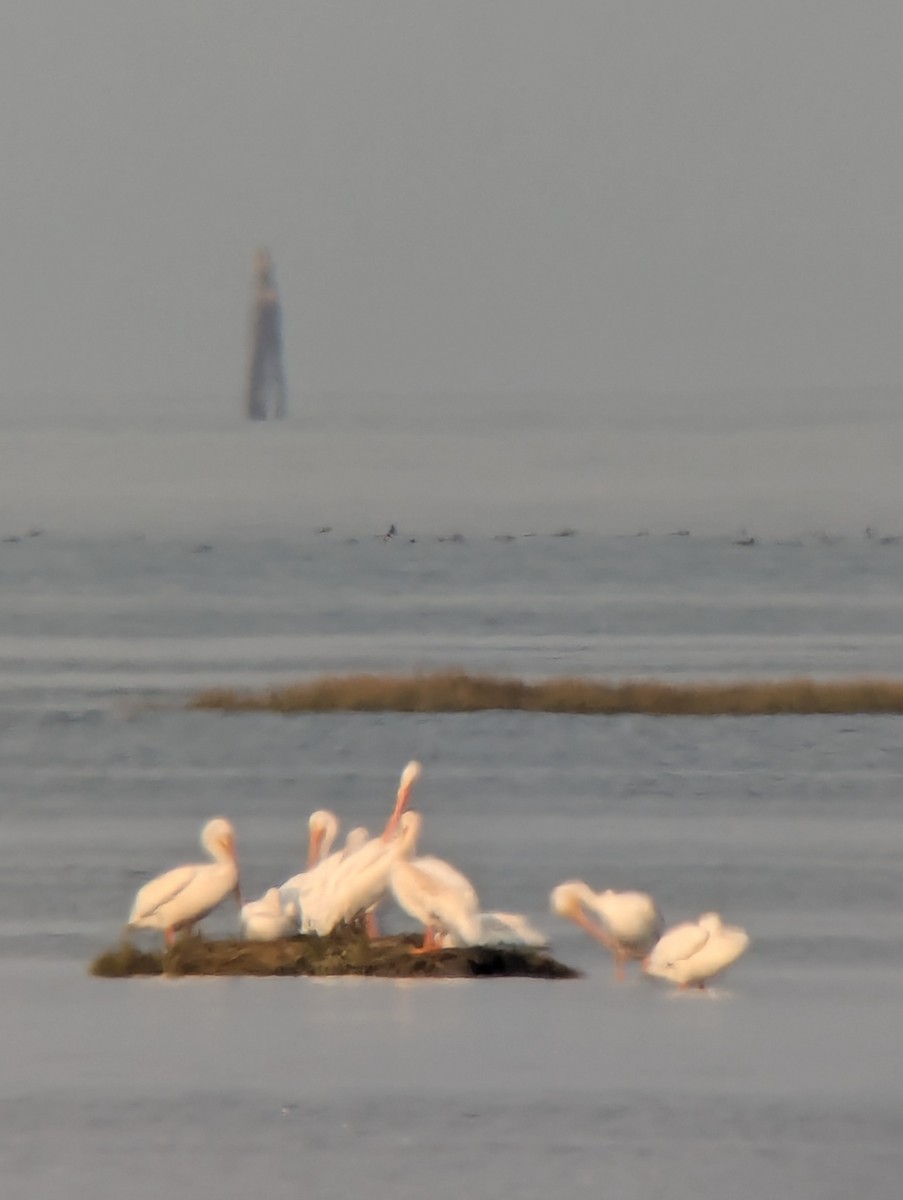 American White Pelican - ML623538586