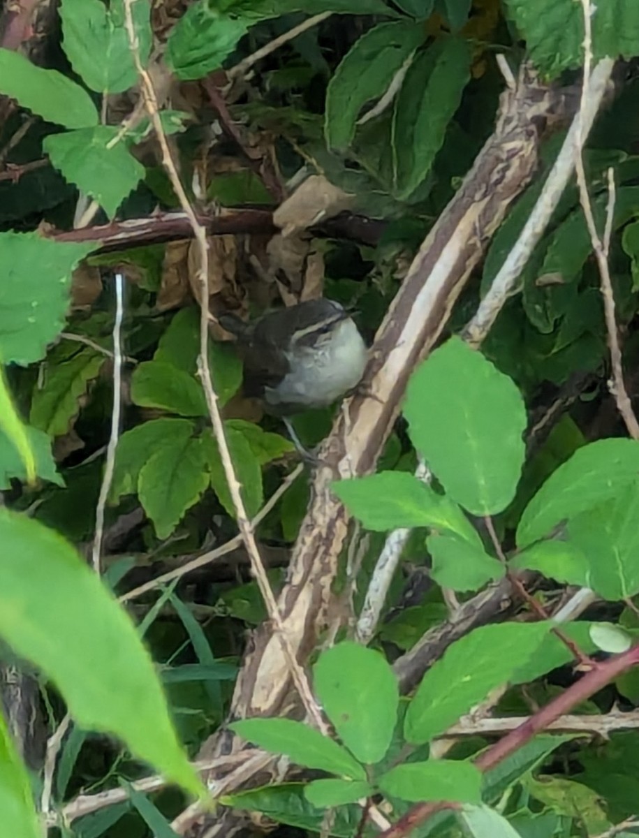 Bewick's Wren - ML623538597