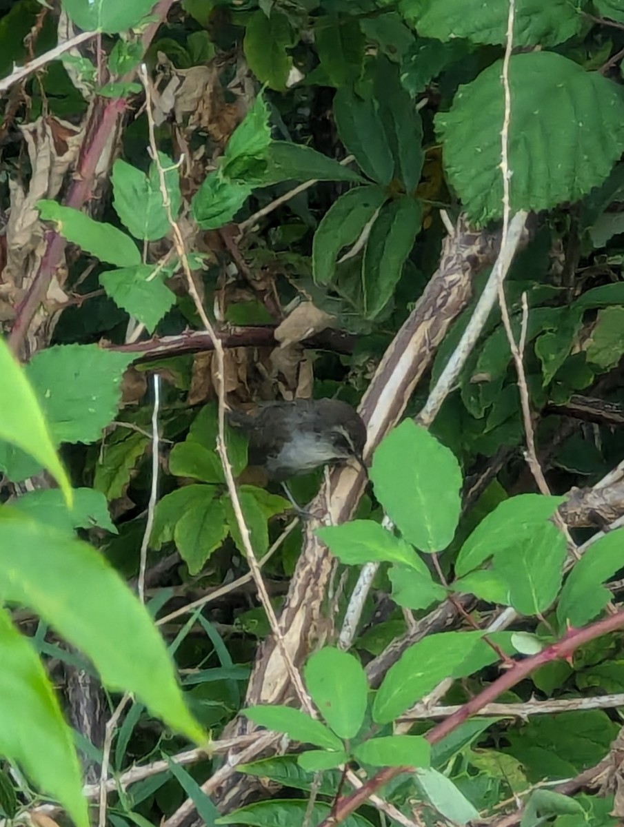 Bewick's Wren - ML623538598