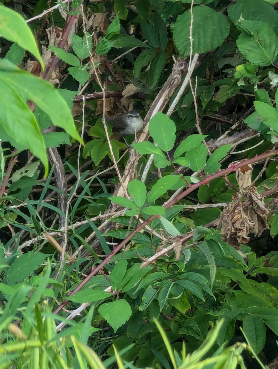 Bewick's Wren - ML623538599