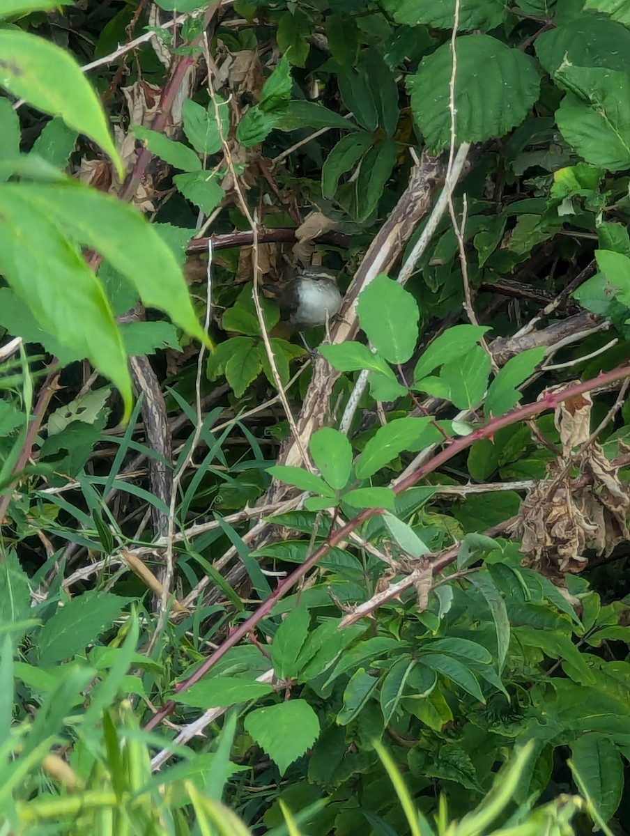 Bewick's Wren - ML623538600