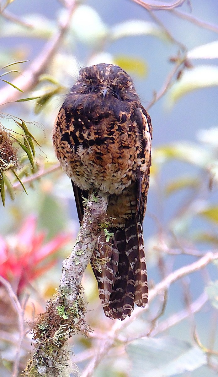 Andean Potoo - ML623538606