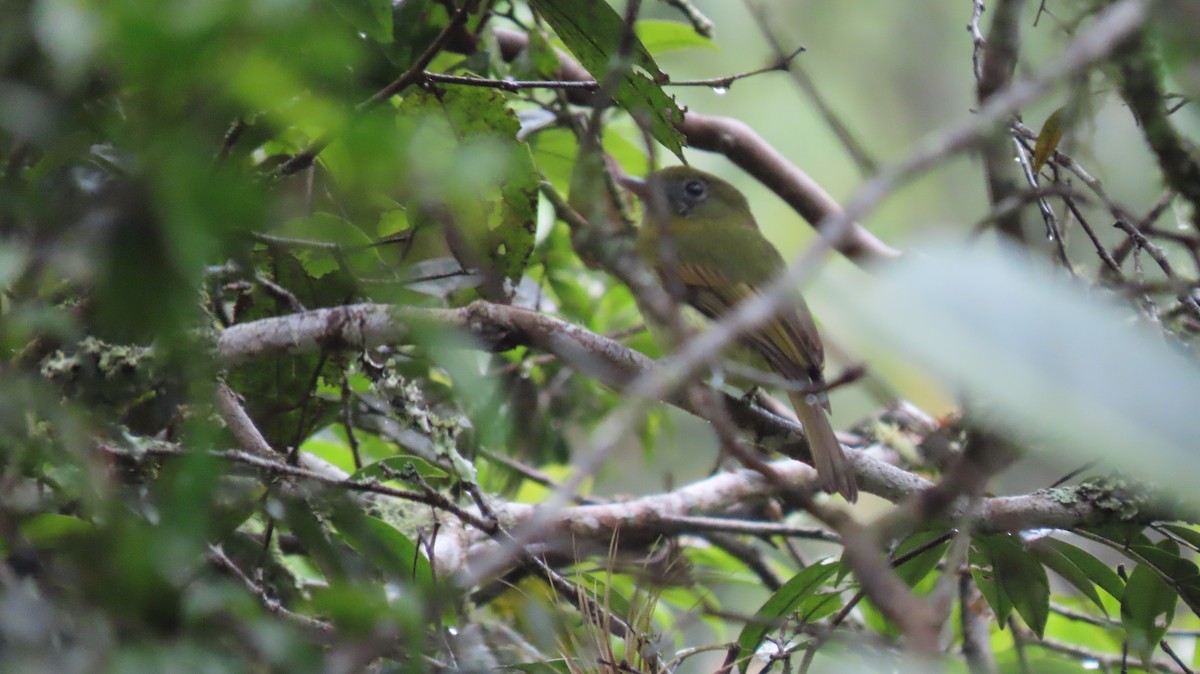 Fulvous-breasted Flatbill - ML623538626