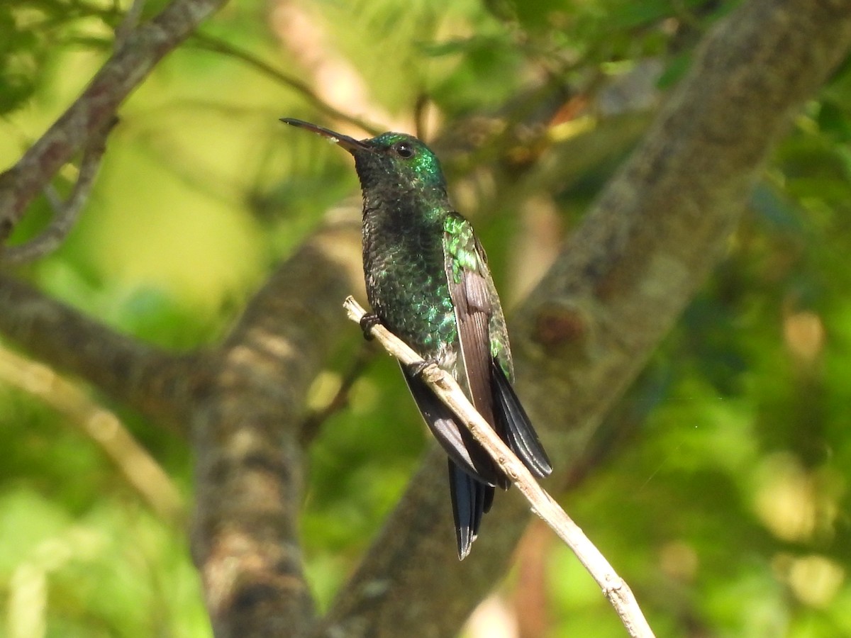 Steely-vented Hummingbird - ML623538631