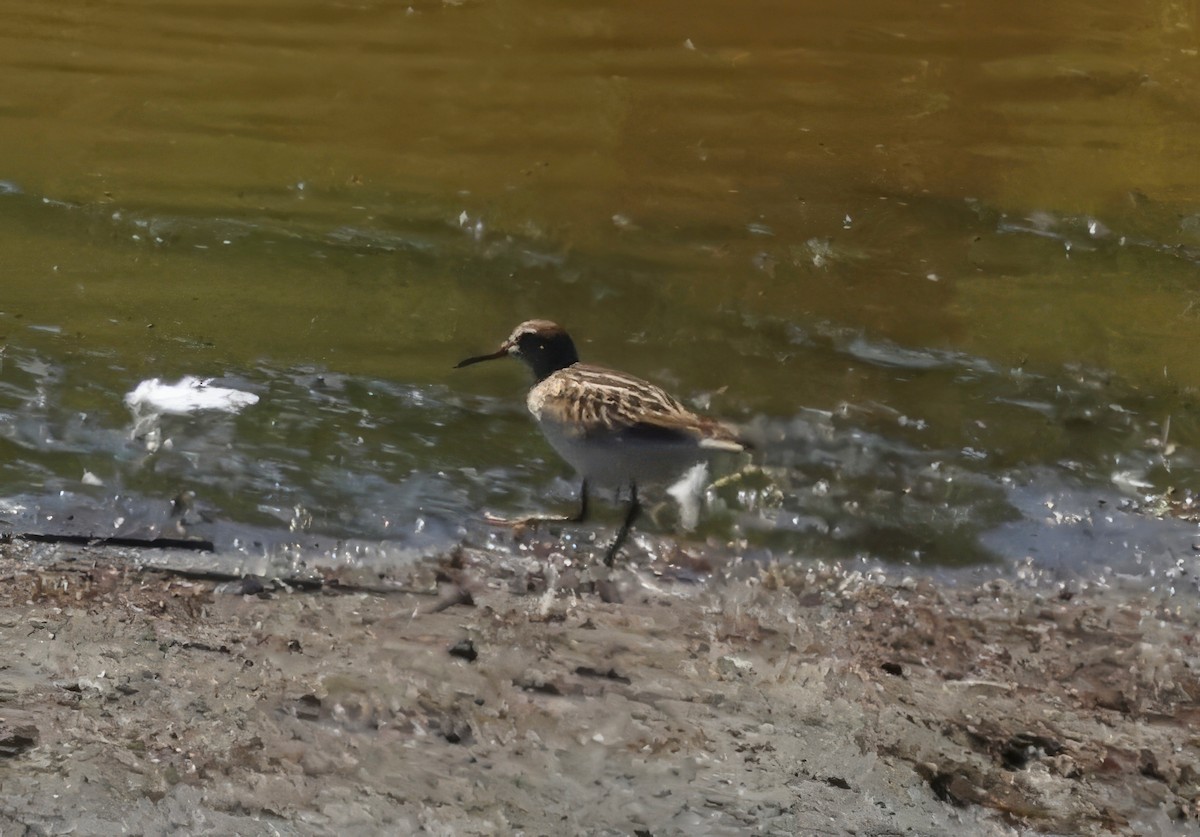 Pectoral Sandpiper - ML623538636