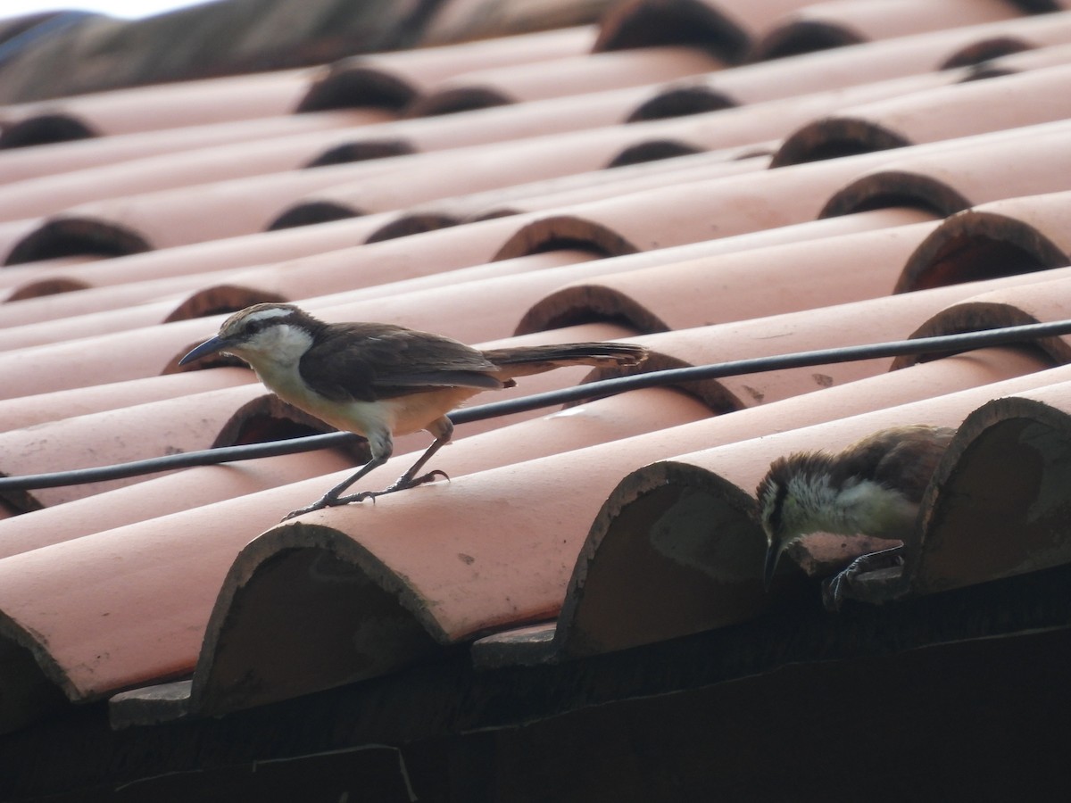 Bicolored Wren - ML623538640