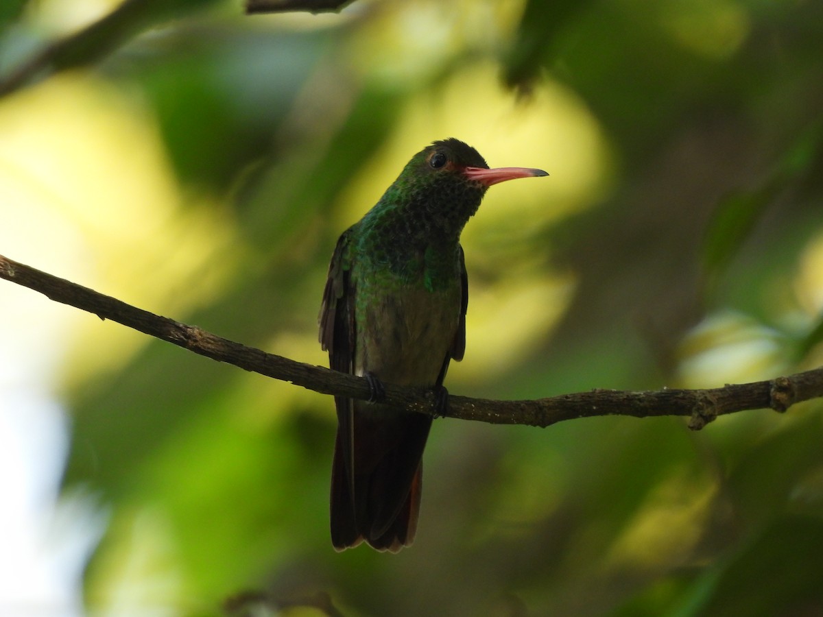 Rufous-tailed Hummingbird - ML623538645