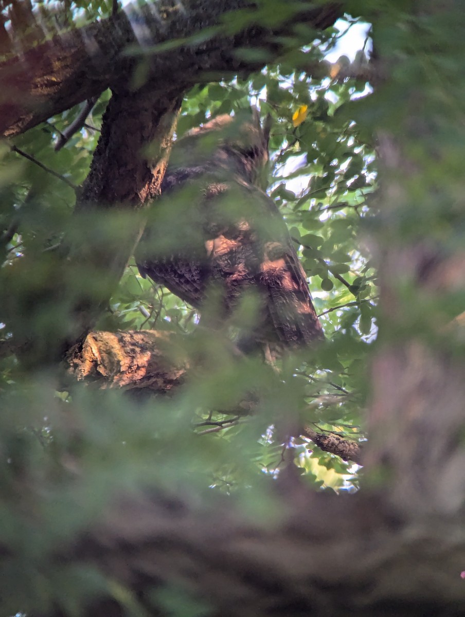 Great Horned Owl - ML623538681