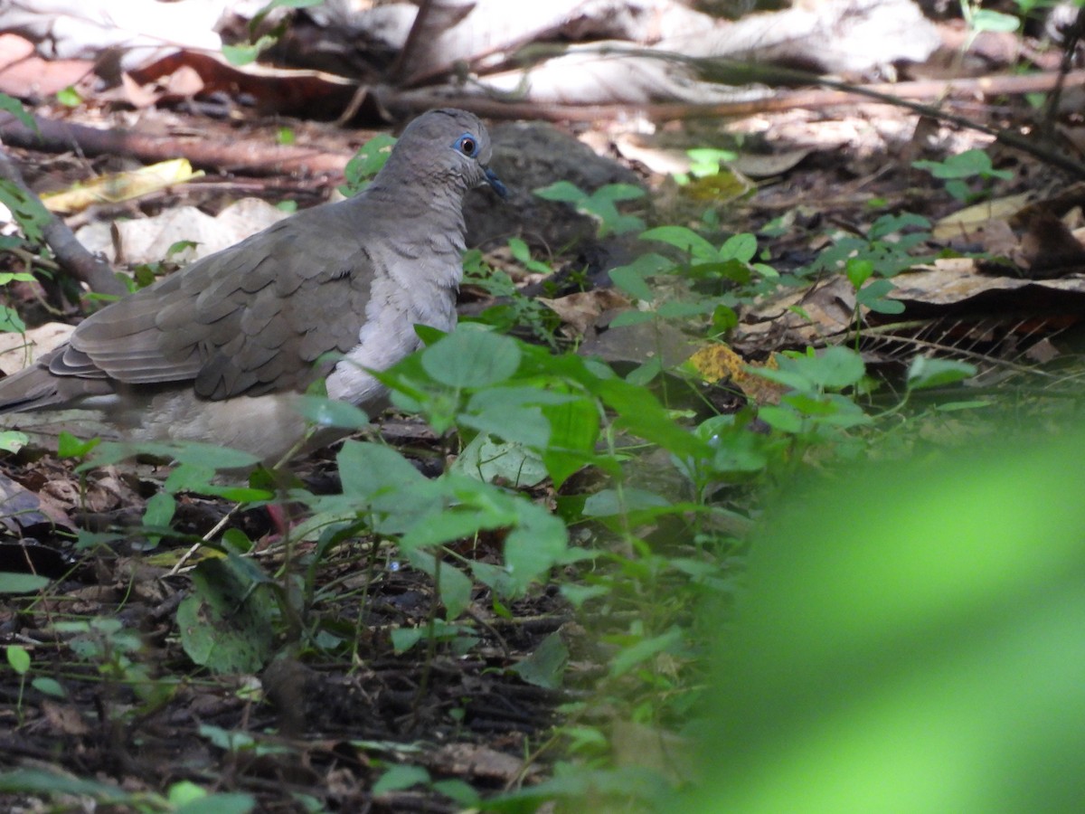 White-tipped Dove - ML623538687