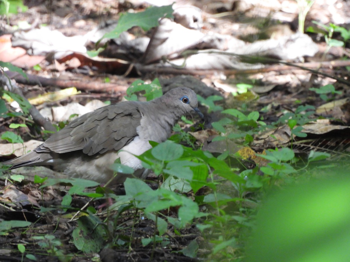 White-tipped Dove - Leandro Niebles Puello