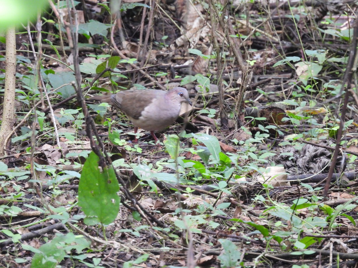 White-tipped Dove - ML623538690