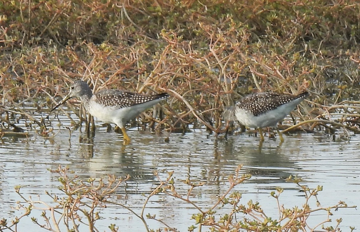Greater Yellowlegs - ML623538721