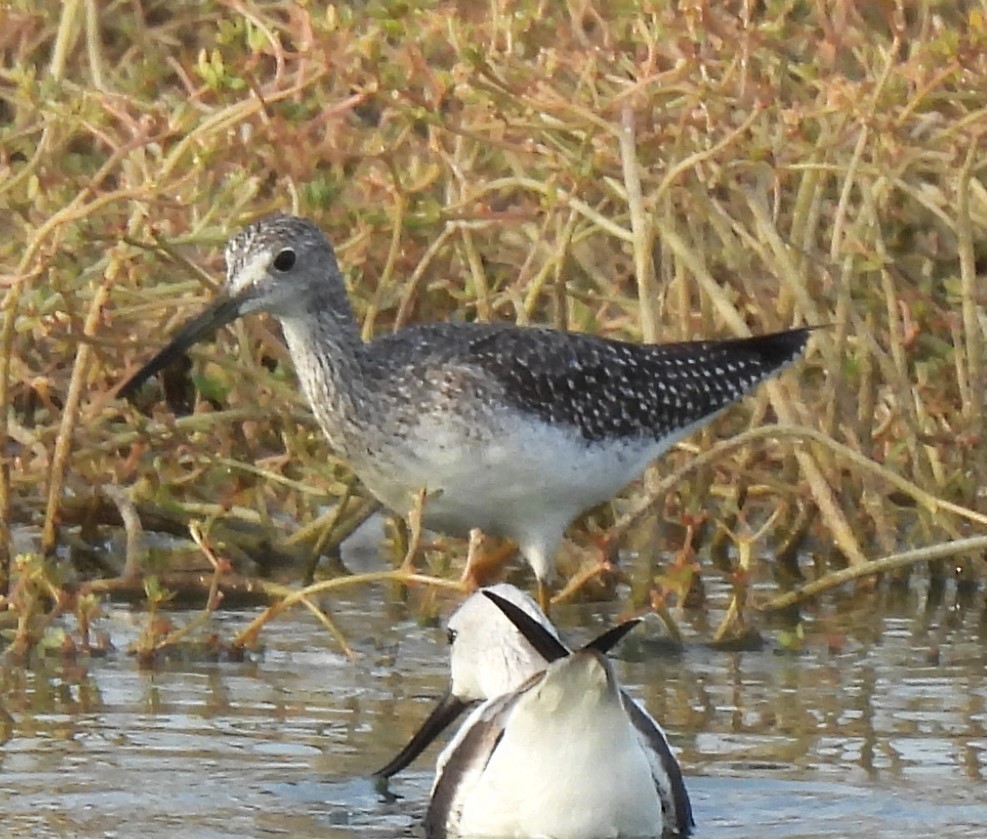 Greater Yellowlegs - ML623538727