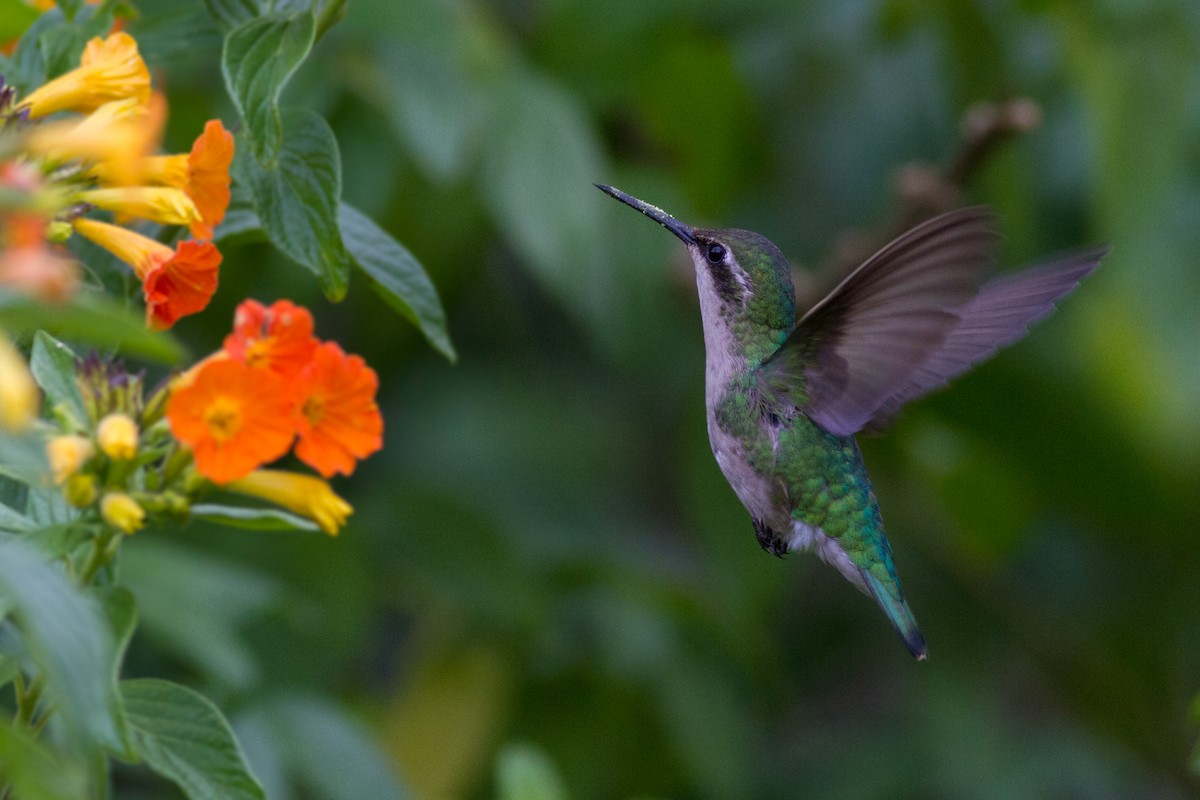 Short-tailed Emerald - ML623538734