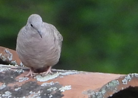 Inca Dove - ML623538738