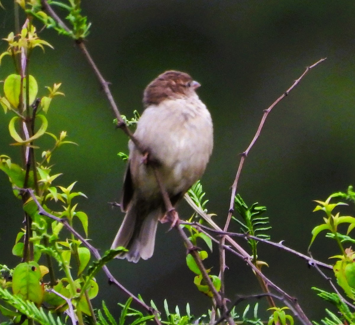 House Sparrow - ML623538752