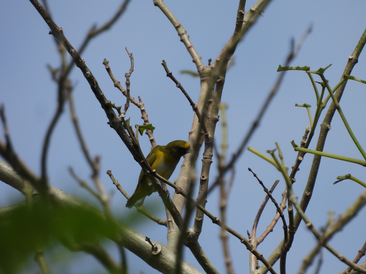 Trinidad Euphonia - ML623538766