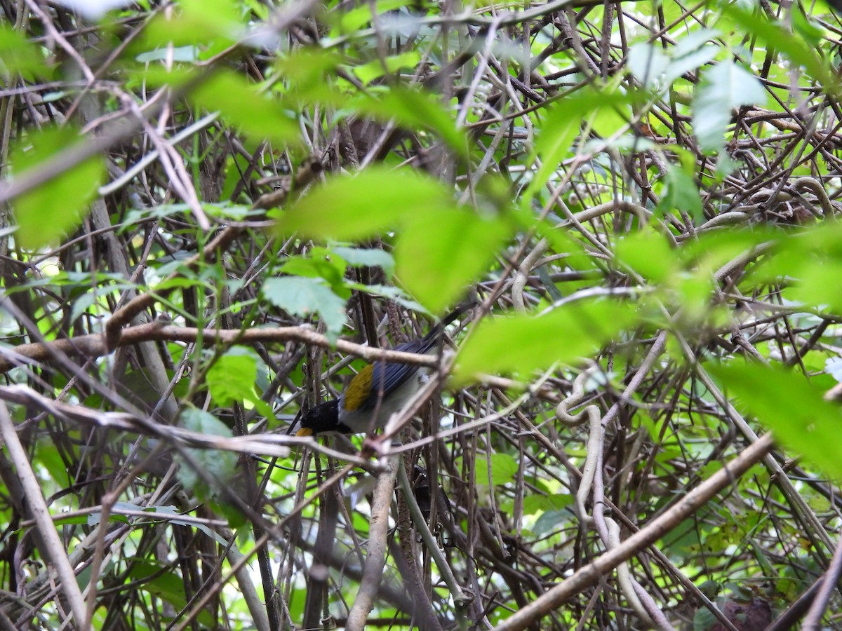 Golden-winged Sparrow - ML623538781