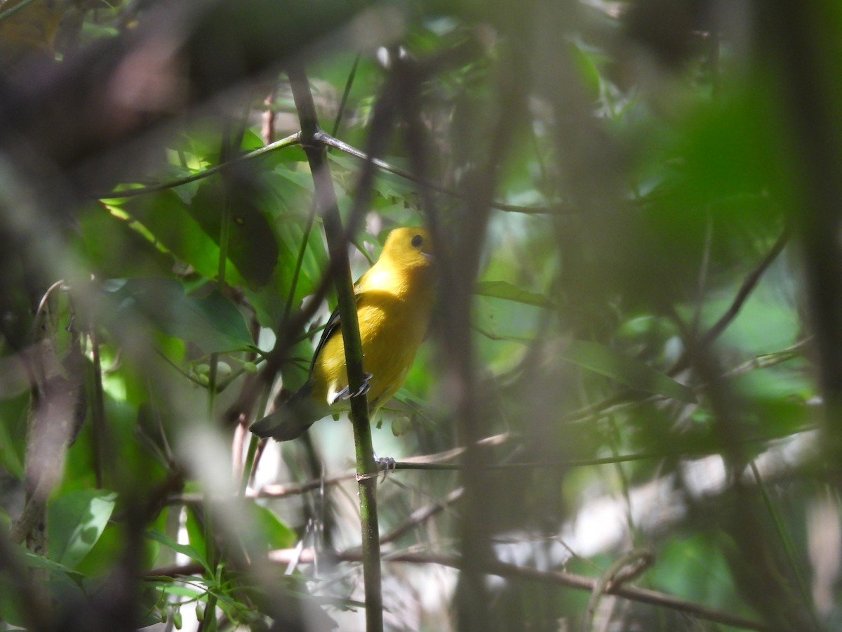 Prothonotary Warbler - ML623538792